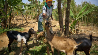 Do Rwandy míří 144 koz a 35 prasátek