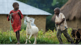 Kozy nebo prasátka nejchudším rodinám ve Rwandě